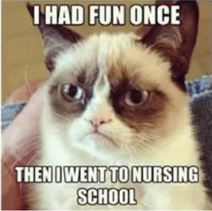 cat nursing meme